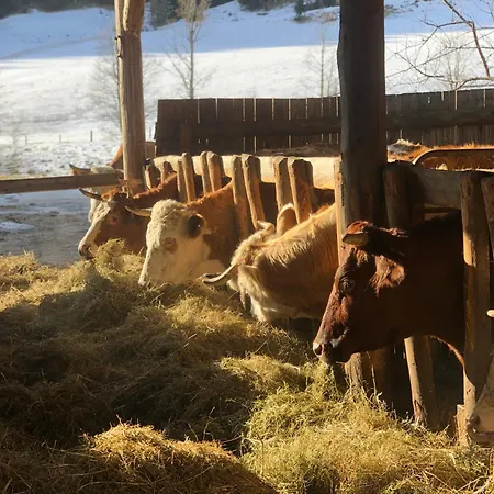 Apartment Hubenbauer *