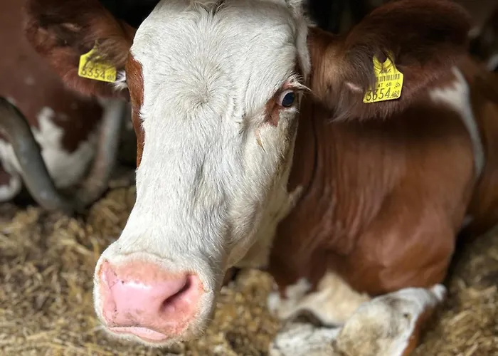 Hubenbauer 公寓 Seebach (Styria)